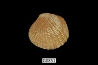 藏品(厚殼縱簾蛤)的圖片